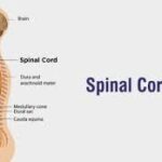 Modern Approaches to Preventing and Managing Spinal Cord Injuries